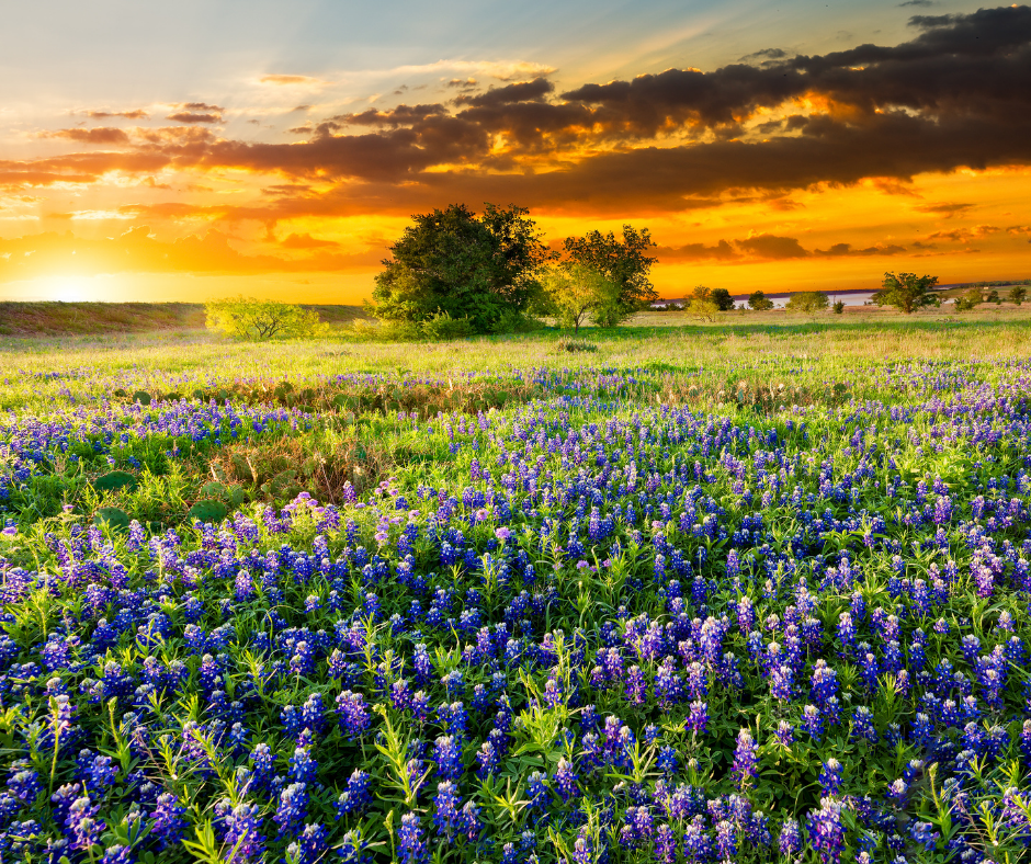 Sunset over a field of bluebonnets